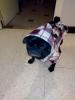 Le Duffle coat Anglais