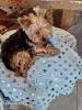 Plaid moutonn bleu 1.50 x 0.75 superbes nouveaut
