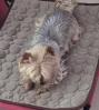 Tapis auto rafrachissant cafe en L 70x55